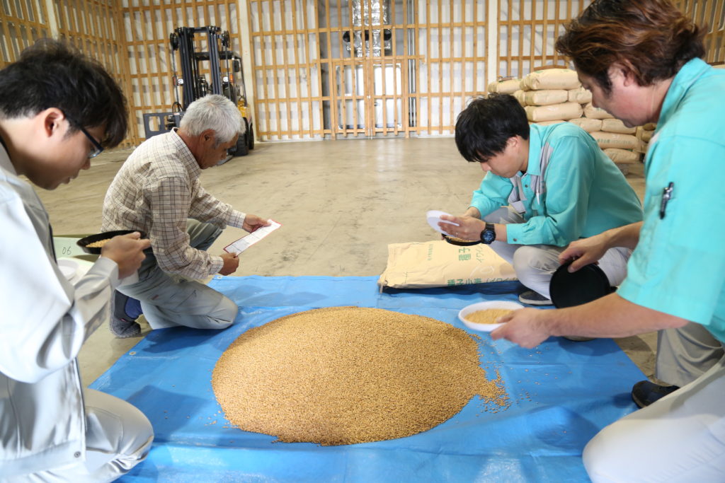 種子小麦　全量が合格