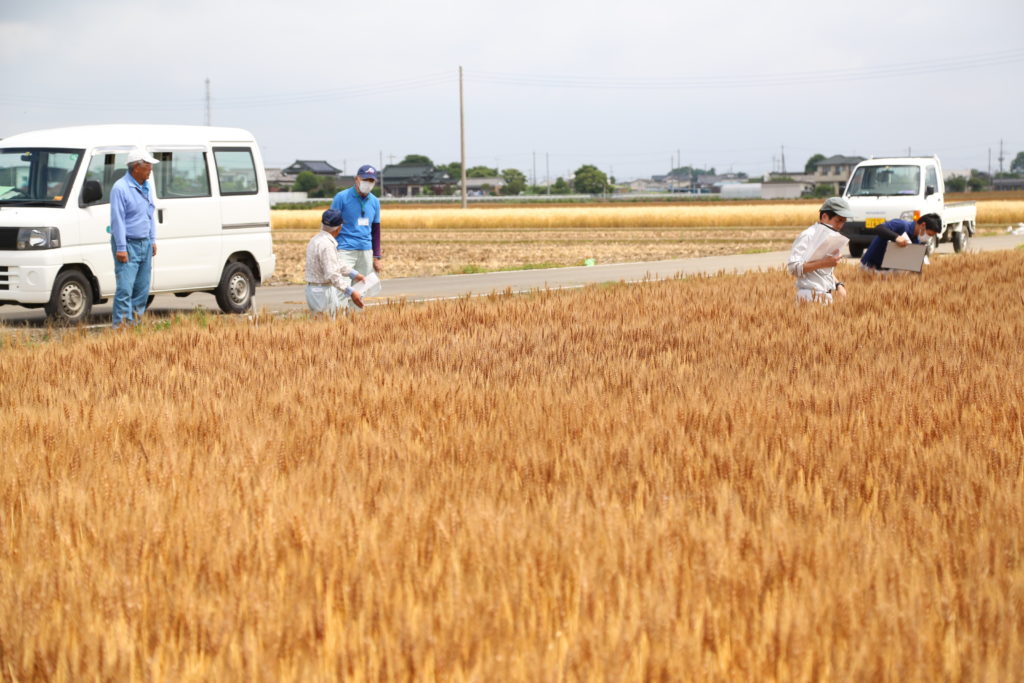 安全・安心小麦へ　採種部会確認会