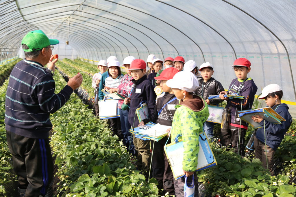 小山市立豊田北小　イチゴ栽培を見学　生産者・田波さん　１０年超続く食育