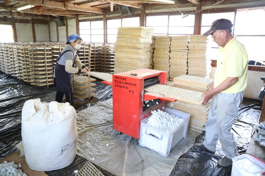 高品質繭出荷に汗　県内一の産地守る