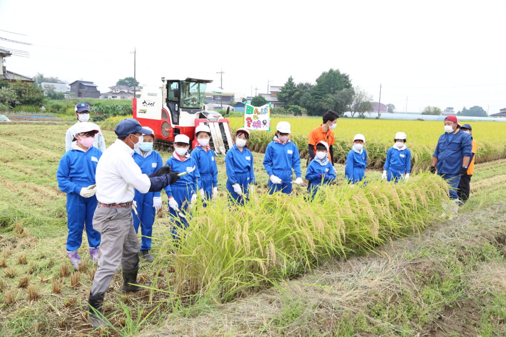 食と農　現場で学ぶ　稲刈り体験　青年部も指導