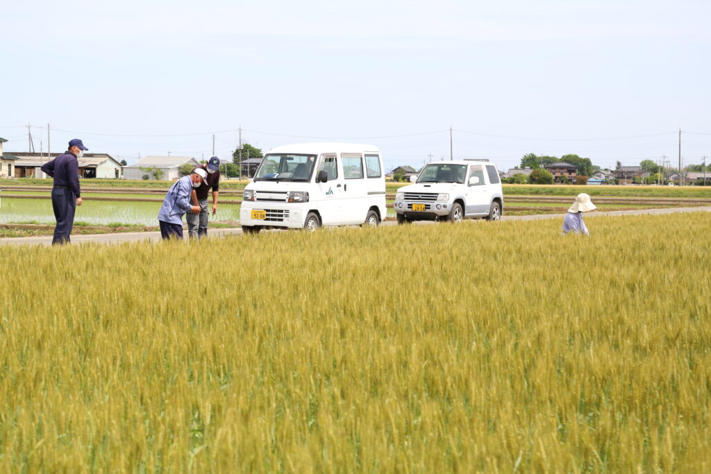 全量出荷を目標に　小麦採種圃場確認