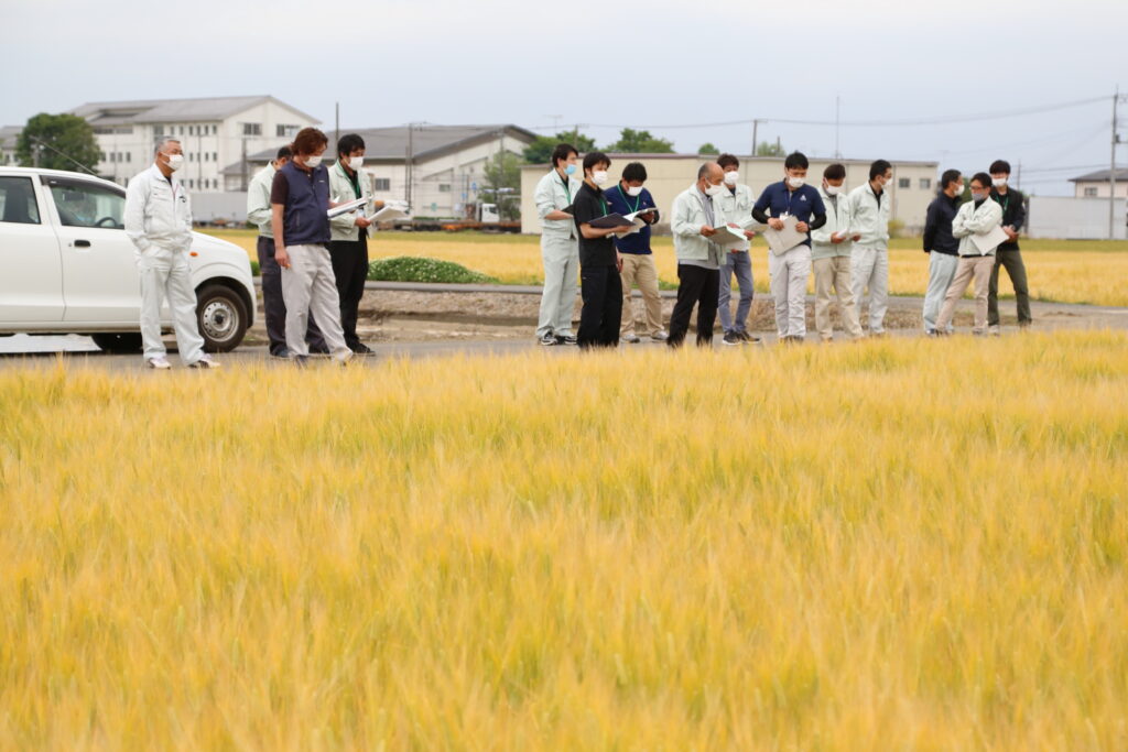 適期収穫で良質めざせ　ビール大麦圃場確認