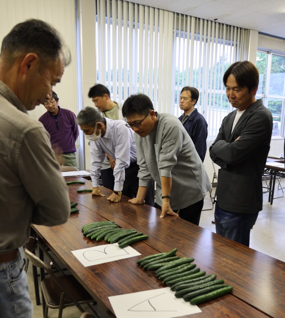 高品質キュウリ　出荷へ規格確認