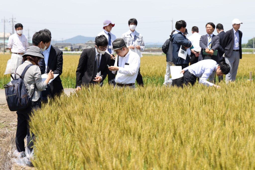 小麦の生育を確認　小山市で立毛調査