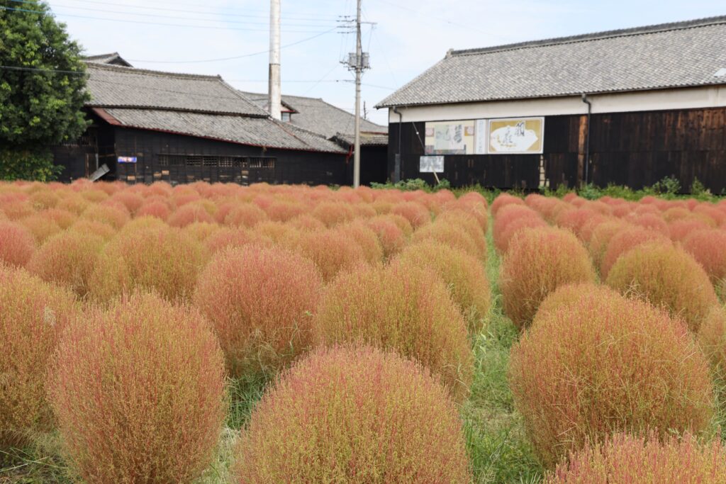 農地の景観維持へ　コキアあかね色に