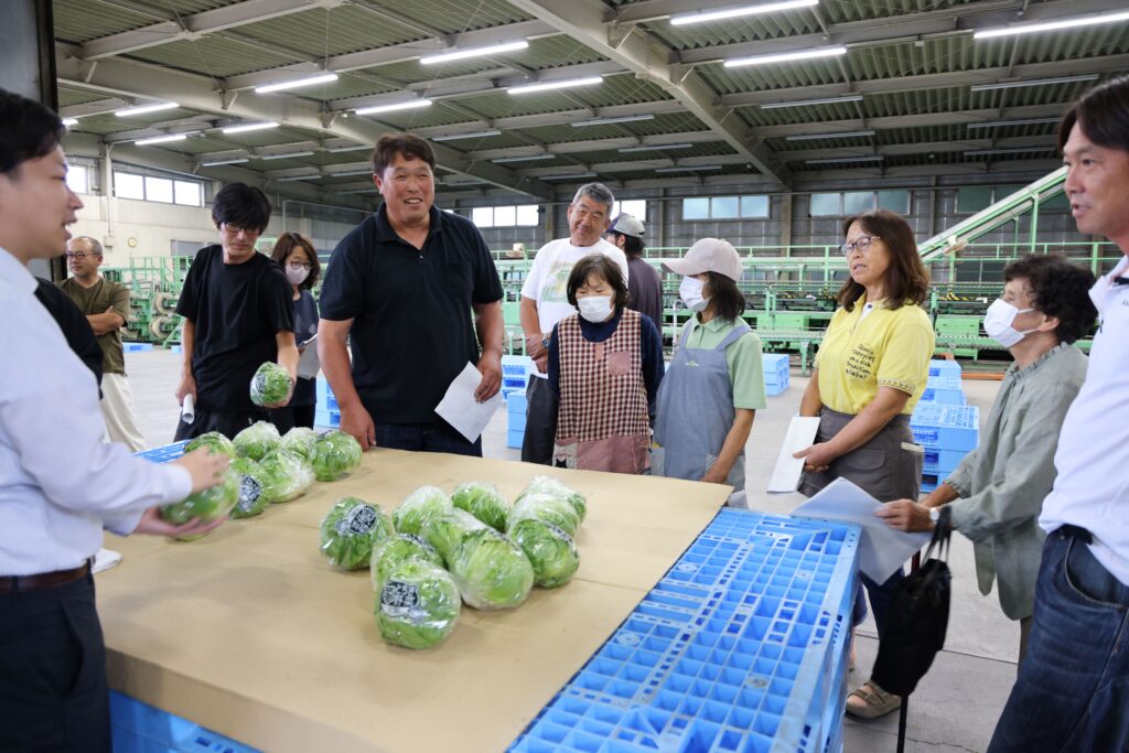 レタス適期収穫を　若どりを推奨