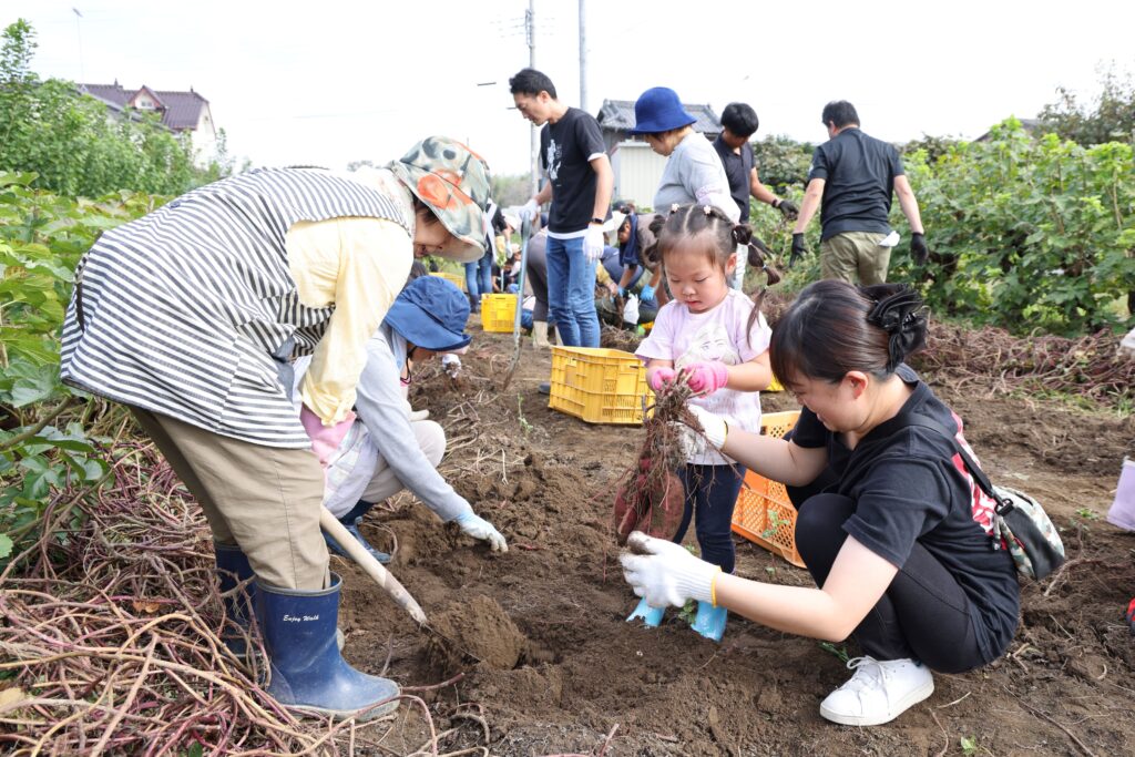 親子で秋楽しむ　食農関心持って　サツマイモ掘り