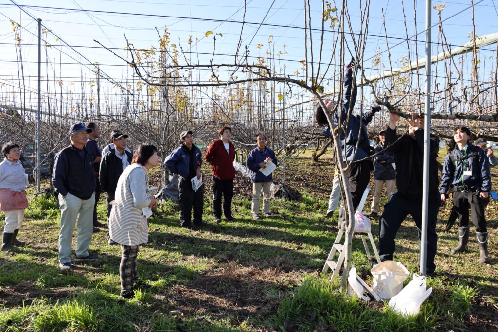 梨「幸水」の剪定学ぶ　開花の早まり想定を